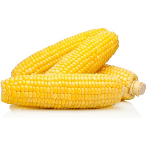 Corn Cob - 6 pack