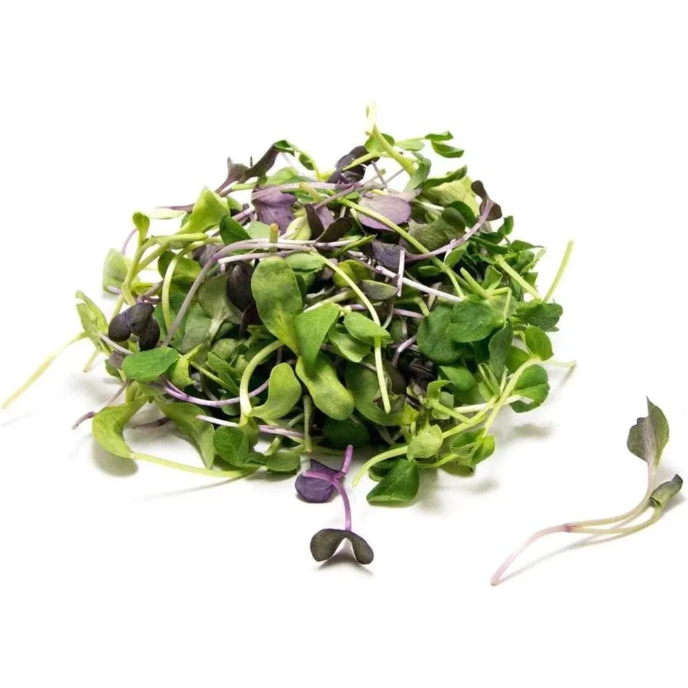 Micro Herb Salad Mix Punnet Small