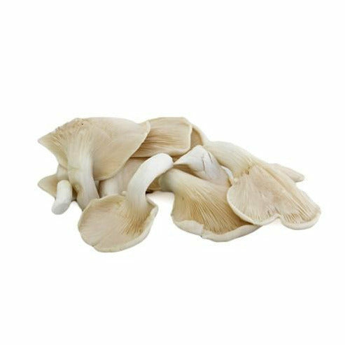 Mushroom Oyster 100g