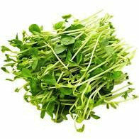 Snow Pea Sprouts - Packet        SPS