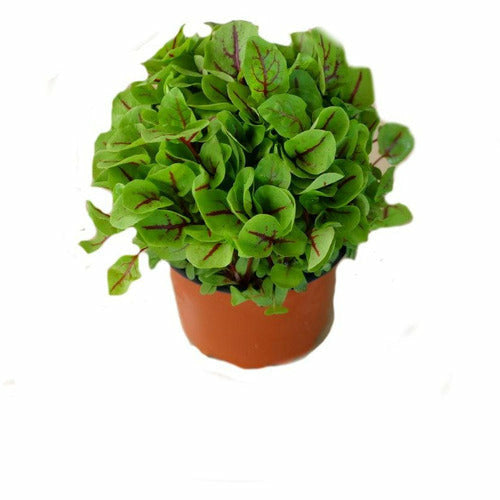 Micro Herbs Pot - Red Vein Sorrel   Sorell