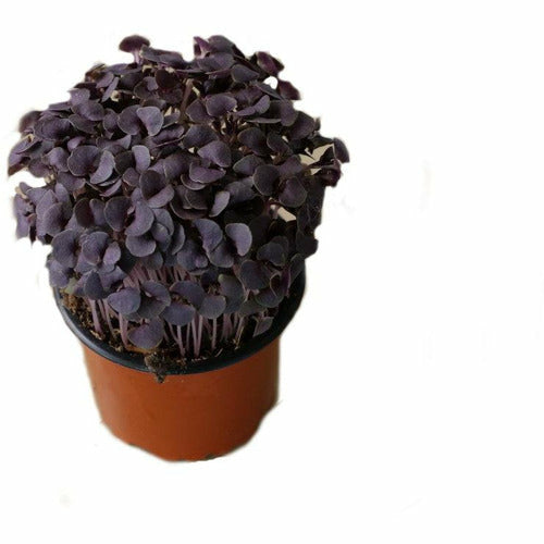 Micro Herbs Pot - Purple Basil